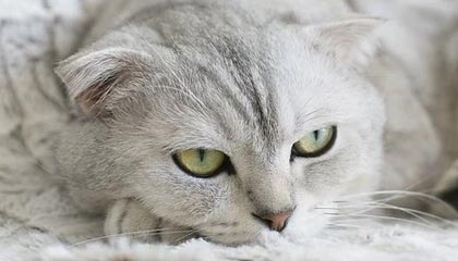 j9九游真人游戏第一平台🏆生涯第9个巡回赛冠军！弗里茨以6-3/7-6(0）击败兹韦列夫夺冠