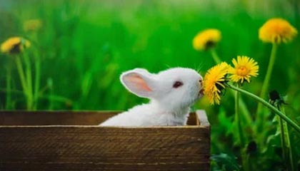 j9九游真人游戏第一平台🎮小春你一单多少钱！小春火力全开拿下BLG！狼队 2-0 BLG